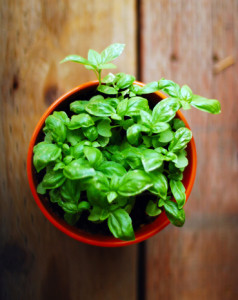 basil