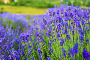 lavender