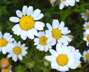 chamomile02