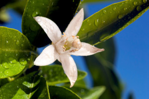 neroli