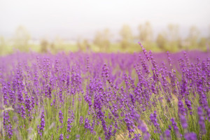 Lavender Flowers