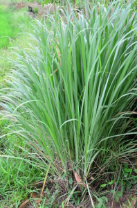 lemongrass clump