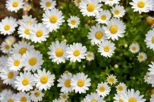North Pole. (Leucanthemum paludosum)