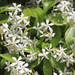 過ぎゆく景色と香り