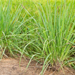 いよいよ梅雨明け！夜の花火にはこれもおすすめ