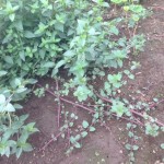 ミントの葉をお風呂に浮かべてみよう