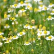 chamomile