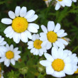 chamomile02