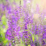 危険な多幸感クラリセージ