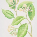 やる気がほしいときにクローブバッド