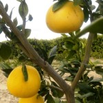 グレープフルーツで脂肪燃焼