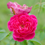 女性としての自信を取り戻したい時はローズオットー