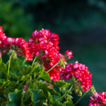 イライラした気持ちを鎮めてくれるゼラニウム