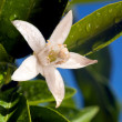 neroli