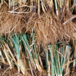 ちょっとウツっぽいなと感じたら<br>ベチバー