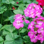 まだまだ火曜日、そんな日は<br>ゼラニウム