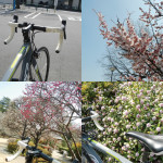 春が香る自転車ポタリング