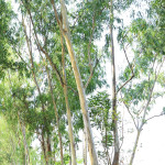 【フトモモ】ってすごい！！ww