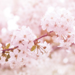 香りのギモン！<br> 「桜の香り」の謎