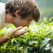 Young Man Smelling Tea Leaves