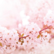 Spring blooming cherry flowers branch