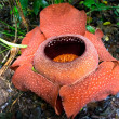 rafflesia