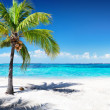 Scenic Coral Beach With Palm Tree