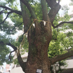 ご神木の「クスノキ」